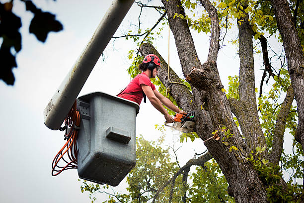 Reliable Coyne Center, IL Tree Removal and Landscaping Services Solutions